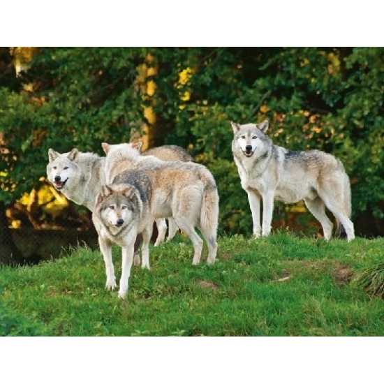 Set van 4x stuks placemats wolf/wolven 3D print 30 x 40 cm - Dineren of knutselen - Dieren cadeau