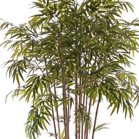 Tropische bamboe boom 130 cm